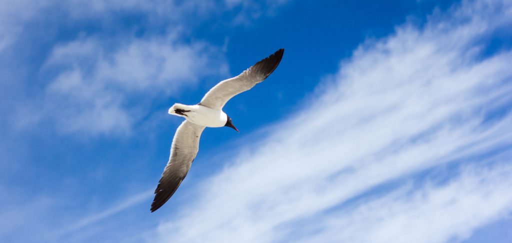 Seagull - Enoch Hsiao 2